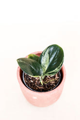 Scindapsus treubii dark form variegated